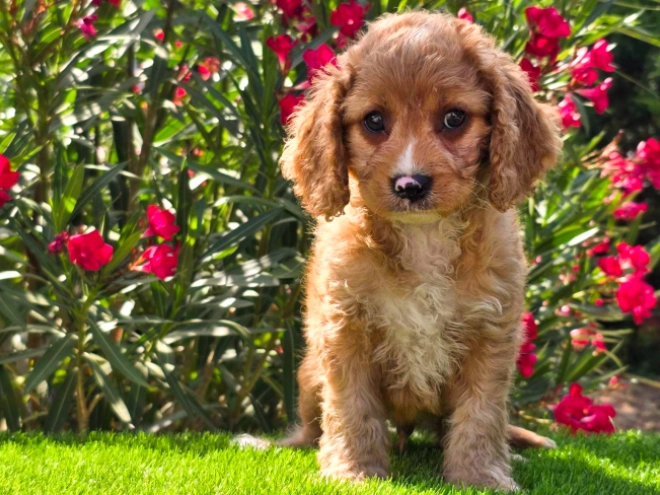 Cavapoo puppy for sale