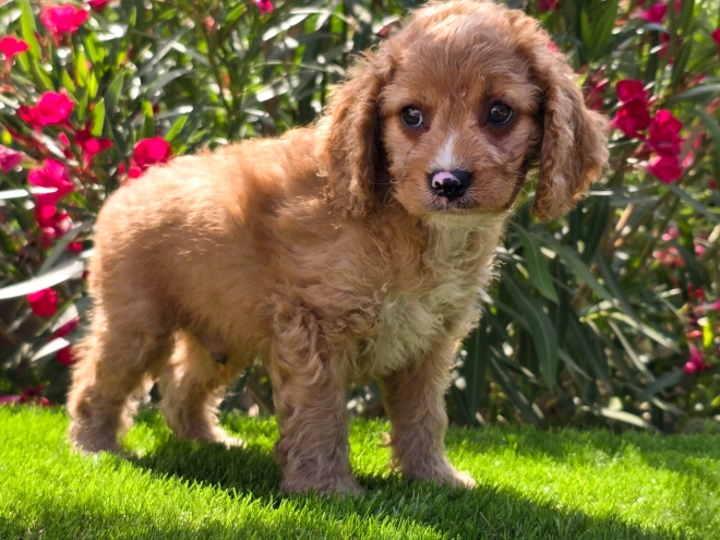 Cavapoo puppy for sale