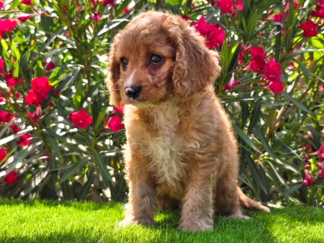 Cavapoo puppy for sale