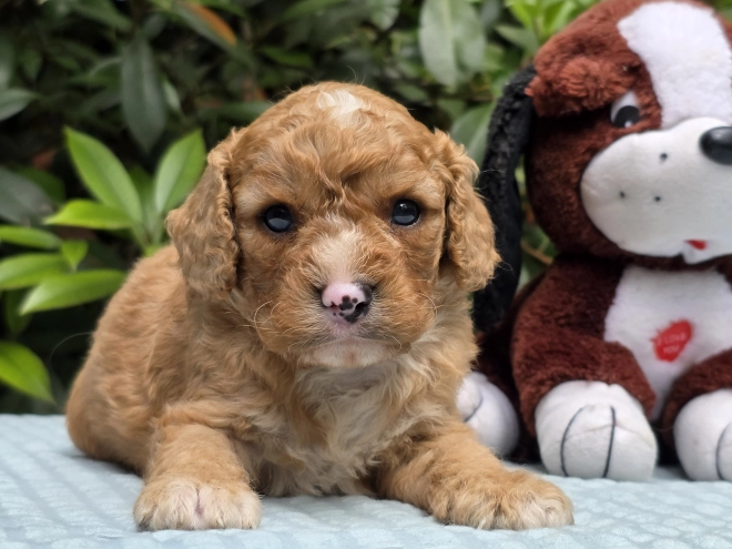 Cavapoo puppy for sale