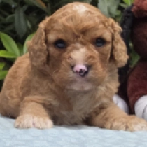 Teddy Bear – F1b, golden Cavapoo for sale