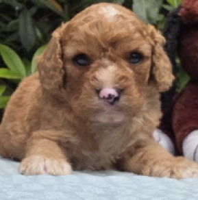 Cavapoo puppy for sale