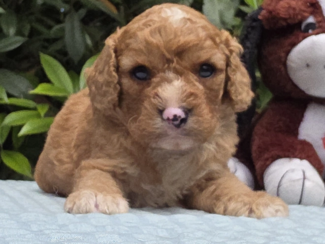 Cavapoo puppy for sale