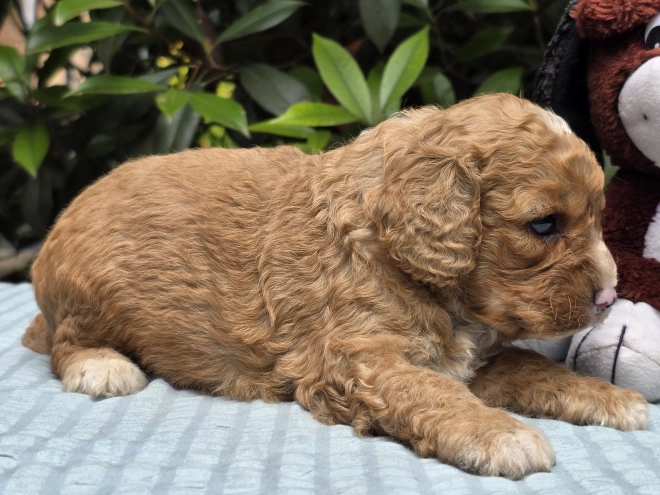 Cavapoo puppy for sale
