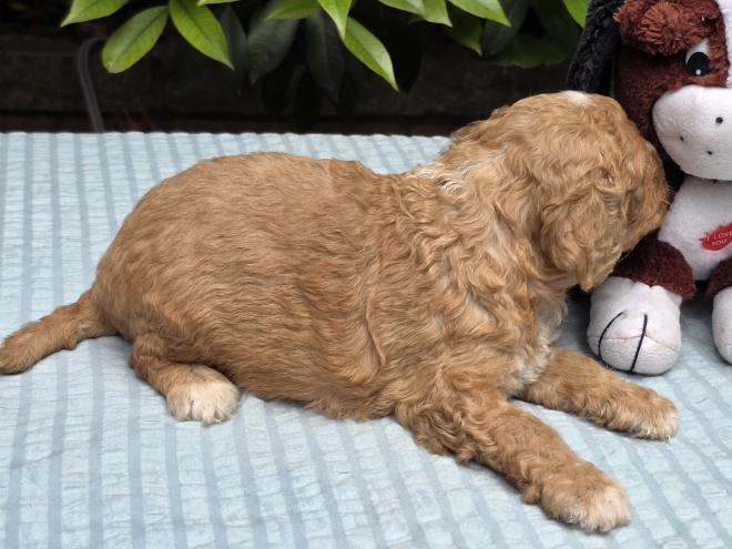 Cavapoo puppy for sale