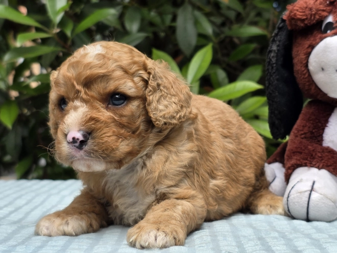 Cavapoo puppy for sale