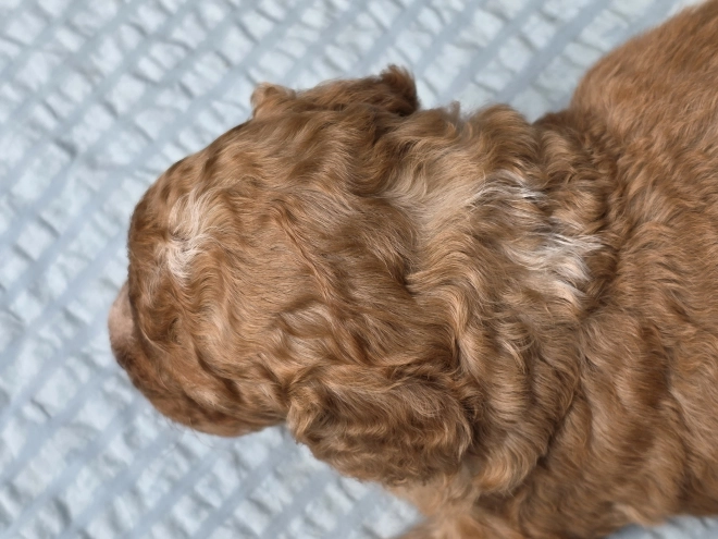 Cavapoo puppy for sale