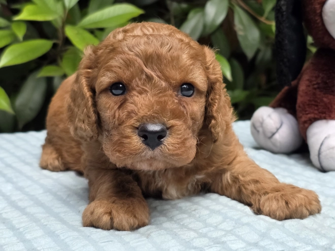 Cavapoo puppy for sale