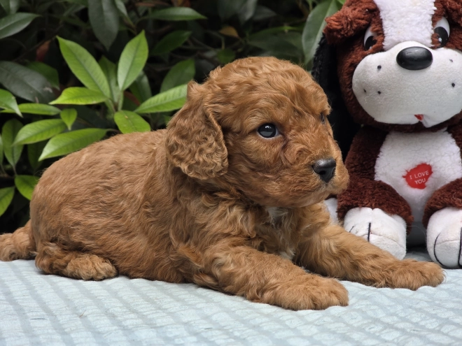 Cavapoo puppy for sale