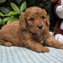 Teo – F1b, red Cavapoo for sale
