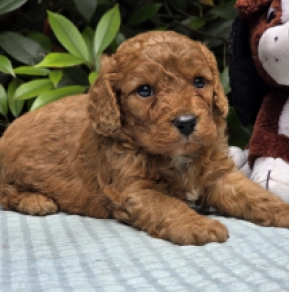 Cavapoo puppy for sale