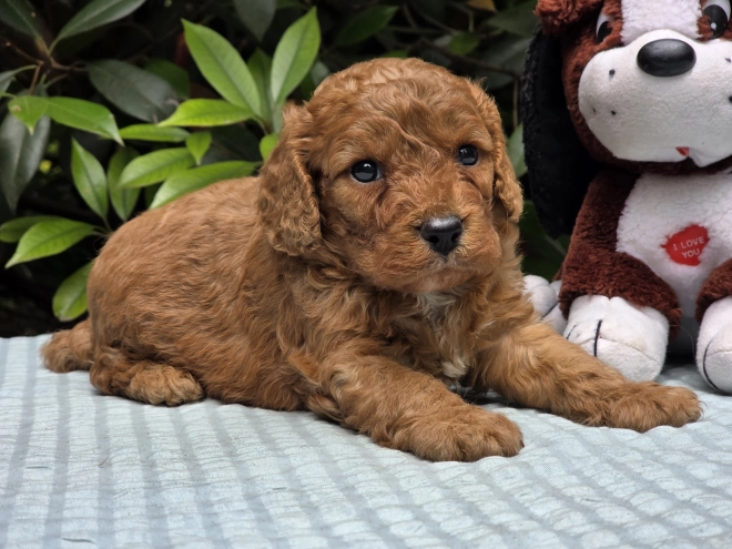 Cavapoo puppy for sale