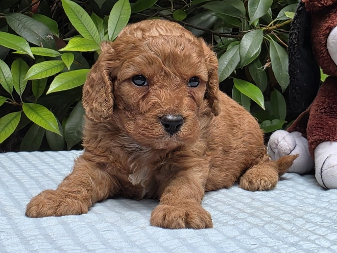 Cavapoo puppy for sale