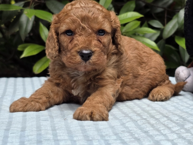 Cavapoo puppy for sale