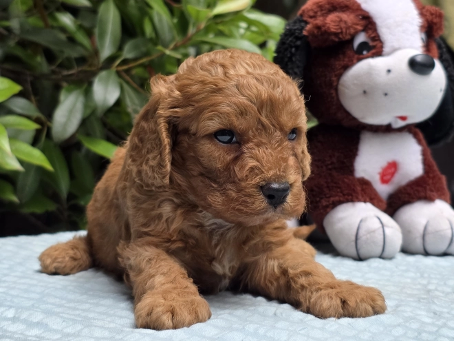 Cavapoo puppy for sale