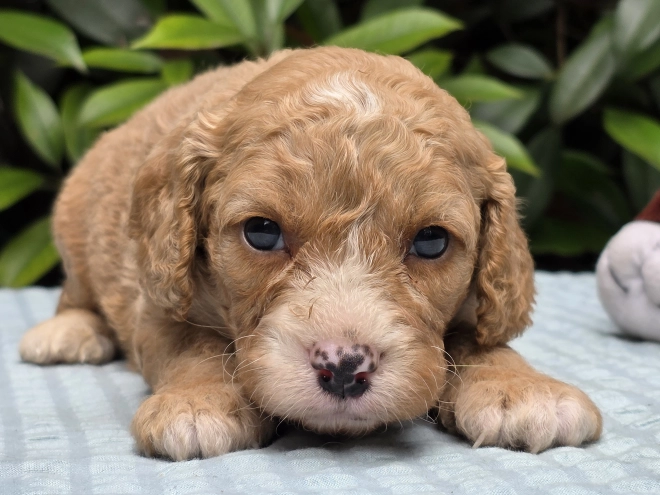 Perros Cavapoo en venta