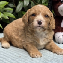 Tucker – F1b, golden Cavapoo for sale