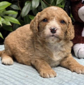 Cavapoo Welpe kaufen