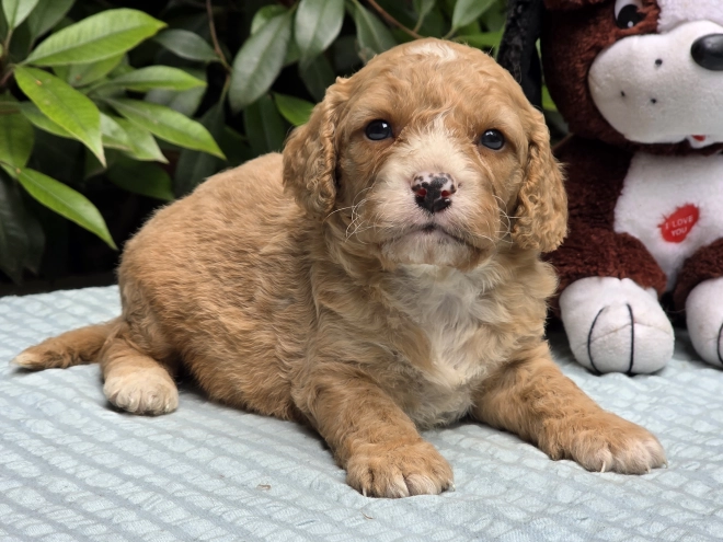 Perros Cavapoo en venta