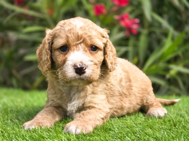 Cavapoo puppy for sale