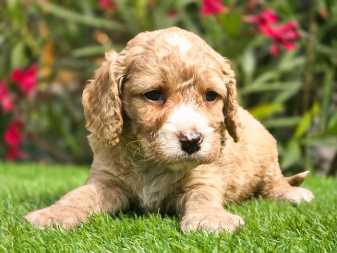 Cavapoo puppy for sale