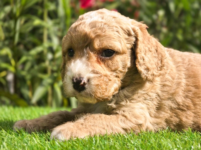 Cavapoo puppy for sale