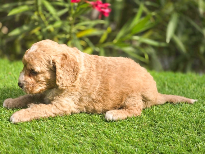 Cavapoo puppy for sale