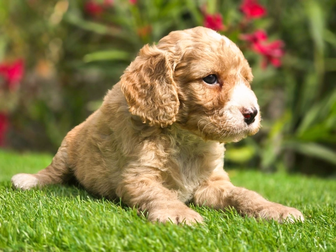 Cavapoo puppy for sale