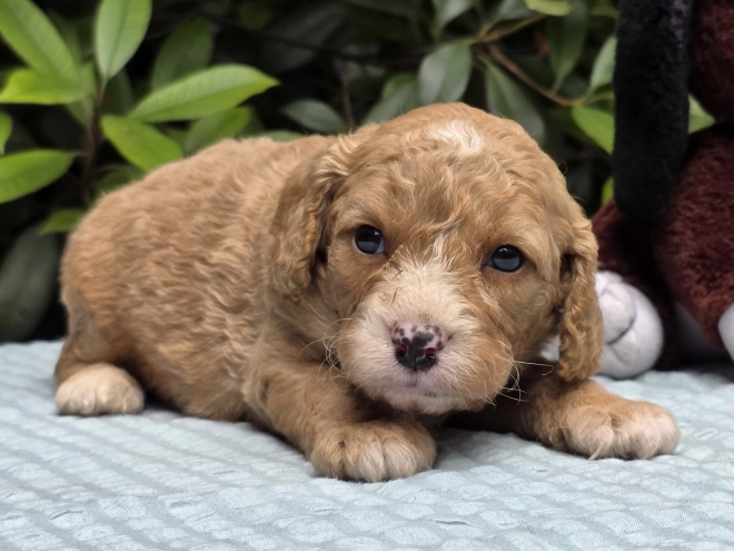 Perros Cavapoo en venta