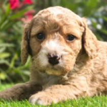 Tucker – F1b, golden Cavapoo for sale