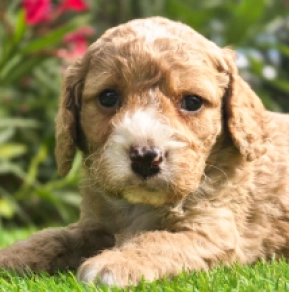 Perros Cavapoo en venta