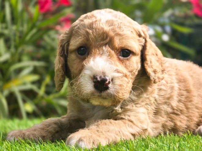 Cavapoo puppy for sale