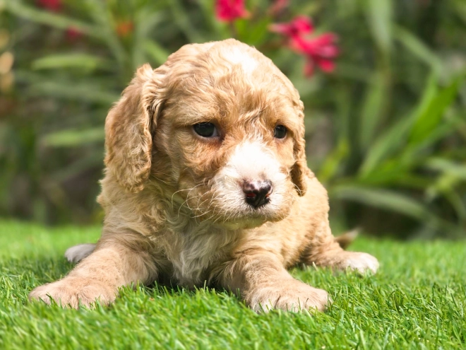 Cavapoo puppy for sale