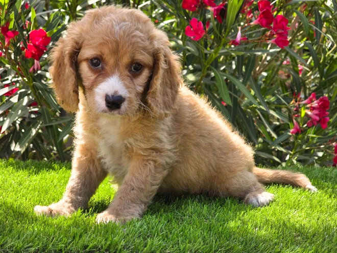 Cavapoo puppy for sale