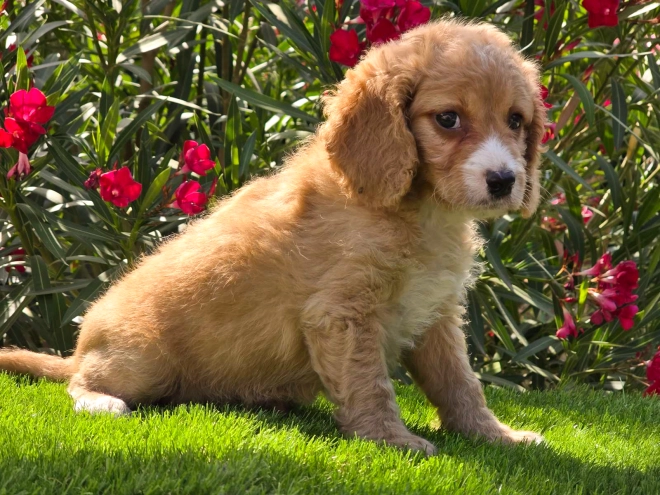 Cavapoo puppy for sale