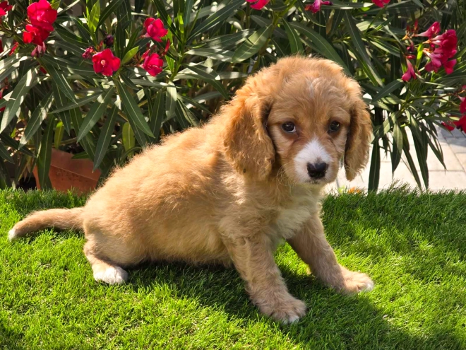 Cavapoo puppy for sale