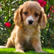 Tucker – F1b, golden Cavapoo for sale