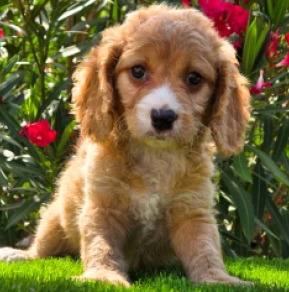 Cavapoo puppy for sale