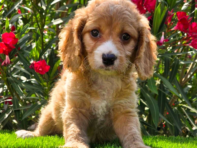 Cavapoo puppy for sale
