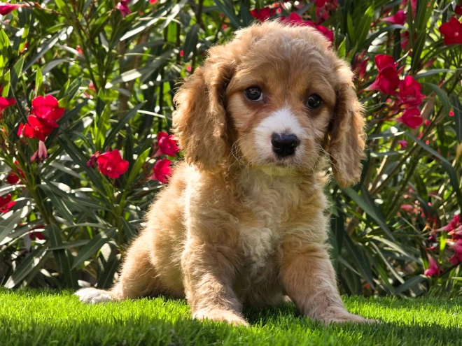 Cavapoo puppy for sale