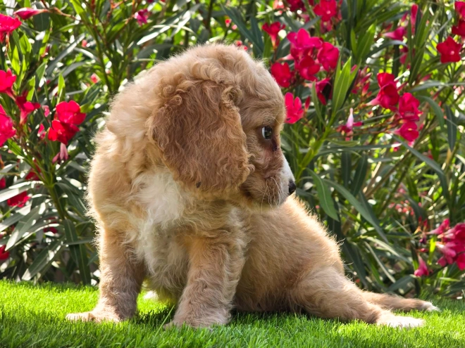 Cavapoo puppy for sale