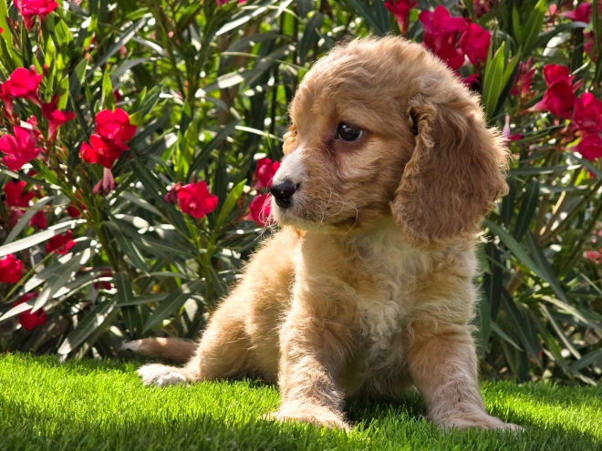 Cavapoo puppy for sale