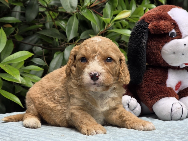 Perros Cavapoo en venta