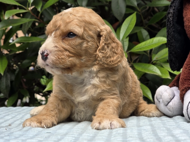 Perros Cavapoo en venta
