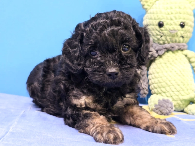 Cavapoo puppy for sale