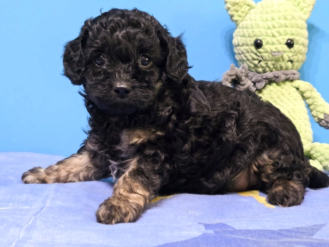 Cavapoo puppy for sale