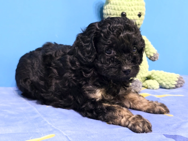 Cavapoo puppy for sale