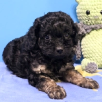 Betty – F1, black and tan Cavapoo for sale