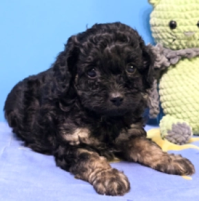 Cavapoo puppy for sale