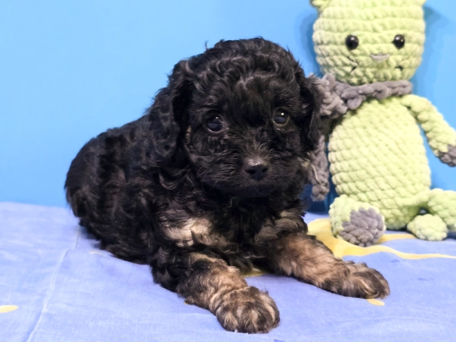 Cavapoo puppy for sale
